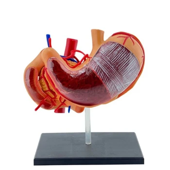 J6PA Professionals Научна модел Анатомия на Стомаха от PVC Модел Анатомия на Стомаха от PVC за Медицински изследвания и научни изложби