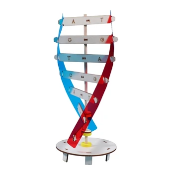 Комплекти двойни въртящи се модели на ДНК на човека, обучителни комплекти играчки за изучаване на гените на човека